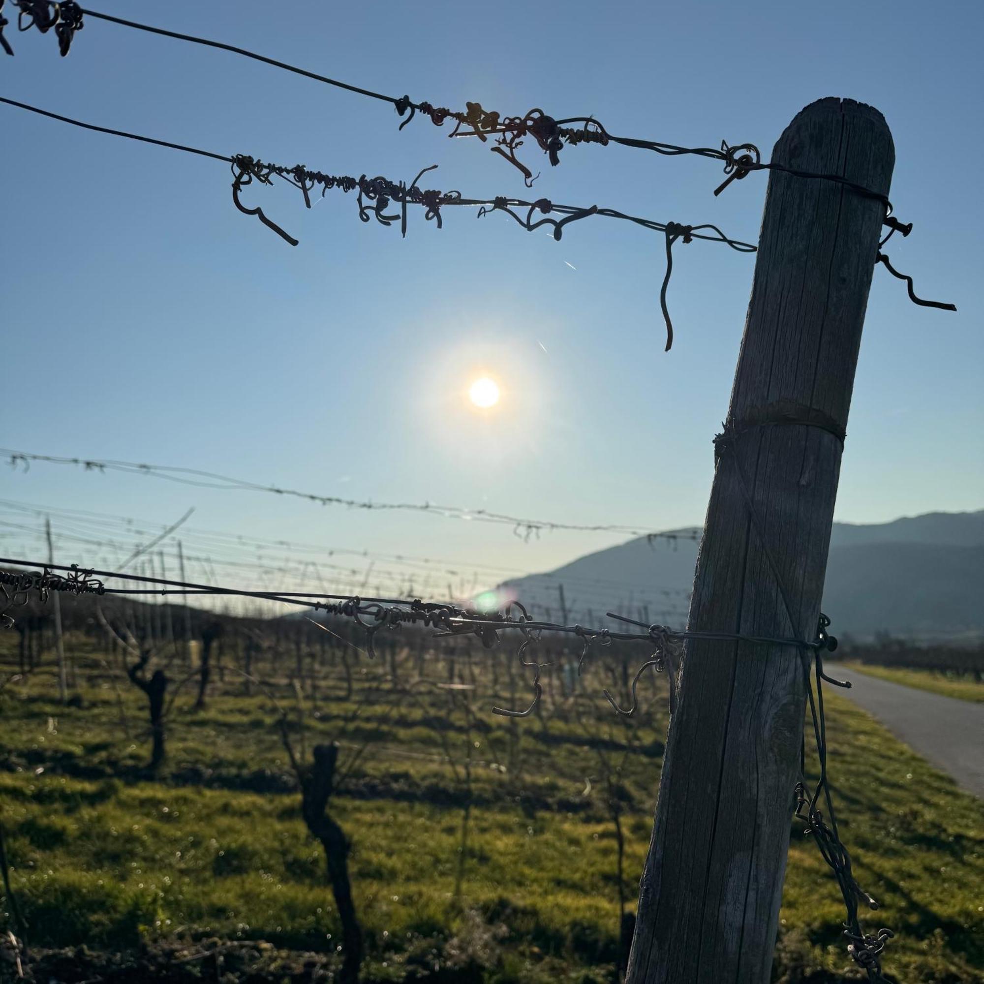 Weingut Tiliahof Bed & Breakfast Brauneberg